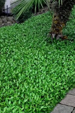 Asian Jasmine - Asiatic Jasmine - 18 Count Flat Of Pint Pots -Flora Bloom Shop trachelospermum asiaticum asian jasmine 3 1