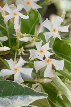 Variegated Confederate Jasmine - Trachelospermum Jasminoides - 6 Pack Of 1 Gallon Pots -Flora Bloom Shop trachelospermum jasminoides variegatum confederate jasmine 1