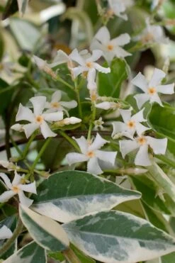 Variegated Confederate Jasmine - Trachelospermum Jasminoides - 6 Pack Of 1 Gallon Pots -Flora Bloom Shop trachelospermum jasminoides variegatum confederate jasmine 2