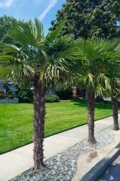 Windmill Cold Hardy Palm Tree - 7 Gallon Pot (2-3') -Flora Bloom Shop trachycarpus fortunei windmill palm 12