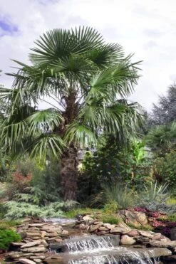 Windmill Cold Hardy Palm Tree - 7 Gallon Pot (2-3') -Flora Bloom Shop trachycarpus fortunei windmill palm 13