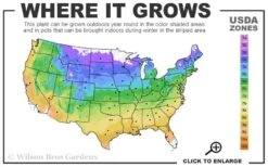 Mrs. Robert Brydon Clematis - 1 Gallon Pot -Flora Bloom Shop usda zone map 12