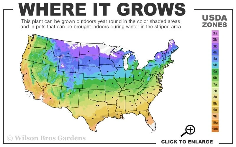 Hagley Hybrid Clematis - 1 Gallon Pot 3 Hagley Hybrid Clematis - 1 Gallon Pot - Image 3