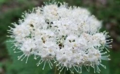 Maple Leaf Viburnum - 1 Gallon Pot -Flora Bloom Shop viburnum acerifolium maple leaf 15 1