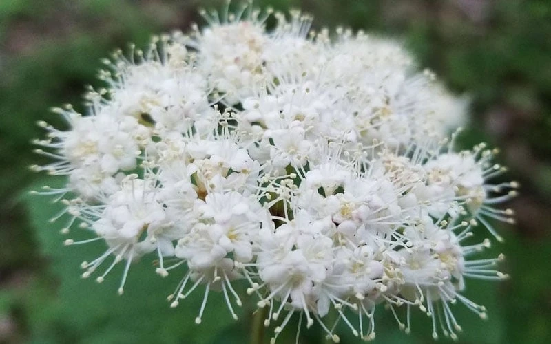 Maple Leaf Viburnum - 3 Pack Of 1.5 Quart Pots 9 Maple Leaf Viburnum - 3 Pack Of 1.5 Quart Pots - Image 9