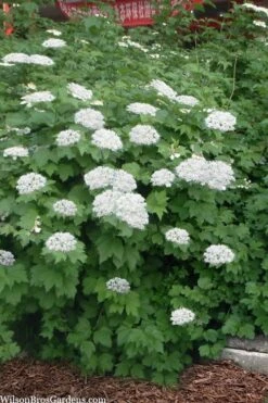 Maple Leaf Viburnum - 3 Pack Of 1.5 Quart Pots 14 Maple Leaf Viburnum - 3 Pack Of 1.5 Quart Pots -Flora Bloom Shop viburnum acerifolium maple leaf 16