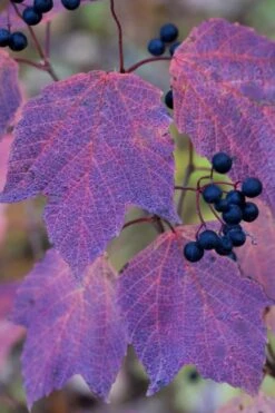 Maple Leaf Viburnum - 1 Gallon Pot -Flora Bloom Shop viburnum acerifolium maple leaf 3 1