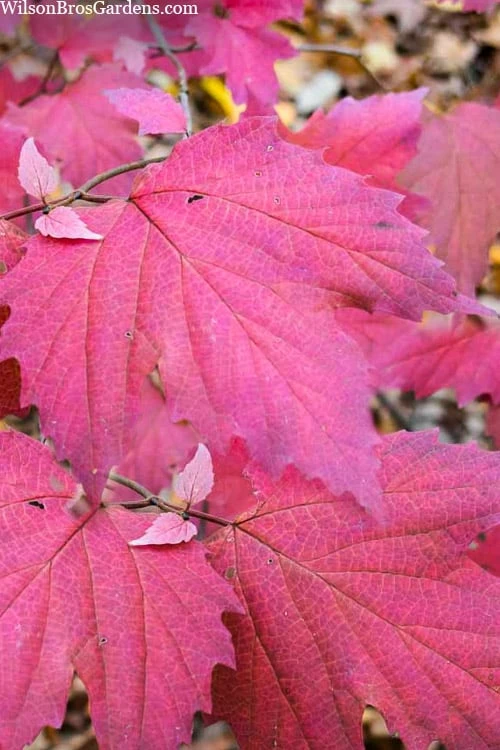 Maple Leaf Viburnum - 3 Pack Of 1.5 Quart Pots 7 Maple Leaf Viburnum - 3 Pack Of 1.5 Quart Pots - Image 7