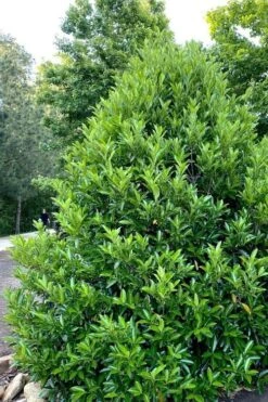 Mirror Leaf Sweet Viburnum - 1 Gallon Pot -Flora Bloom Shop viburnum awabuki chindo 3 2