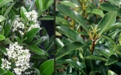 Mirror Leaf Sweet Viburnum - 7 Gallon Pot (2-3') -Flora Bloom Shop viburnum awabuki chindo 4 3