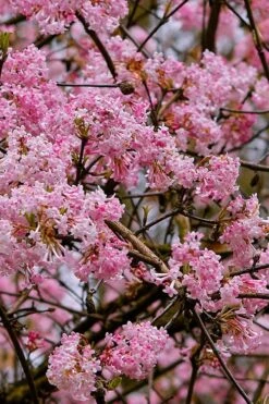 Pink Dawn Fragrant Viburnum - 1 Gallon Pot 14 Pink Dawn Fragrant Viburnum - 1 Gallon Pot -Flora Bloom Shop viburnum bodnantense dawn 1