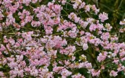 Pink Dawn Fragrant Viburnum - 1 Gallon Pot 19 Pink Dawn Fragrant Viburnum - 1 Gallon Pot -Flora Bloom Shop viburnum bodnantense dawn 11