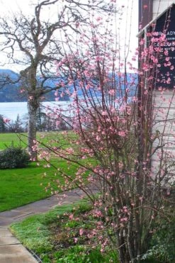 Pink Dawn Fragrant Viburnum - 1 Gallon Pot 16 Pink Dawn Fragrant Viburnum - 1 Gallon Pot -Flora Bloom Shop viburnum bodnantense dawn 13