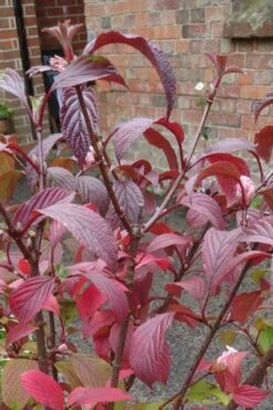Pink Dawn Fragrant Viburnum - 1 Gallon Pot 20 Pink Dawn Fragrant Viburnum - 1 Gallon Pot -Flora Bloom Shop viburnum bodnantense dawn 15