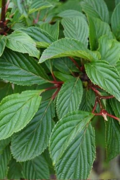 Pink Dawn Fragrant Viburnum - 1 Gallon Pot 21 Pink Dawn Fragrant Viburnum - 1 Gallon Pot -Flora Bloom Shop viburnum bodnantense dawn 16