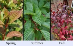 Pink Dawn Fragrant Viburnum - 1 Gallon Pot 17 Pink Dawn Fragrant Viburnum - 1 Gallon Pot -Flora Bloom Shop viburnum bodnantense dawn 19