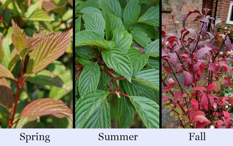 Pink Dawn Fragrant Viburnum - 1 Gallon Pot 7 Pink Dawn Fragrant Viburnum - 1 Gallon Pot - Image 7