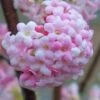 Pink Dawn Fragrant Viburnum - 1 Gallon Pot