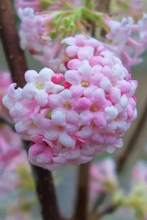 Pink Dawn Fragrant Viburnum - 1 Gallon Pot 1 Pink Dawn Fragrant Viburnum - 1 Gallon Pot