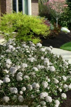 Spice Baby Koreanspice Viburnum - 1 Gallon Pot -Flora Bloom Shop viburnum carleseii spice baby 7