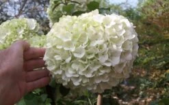 Chinese Snowball Viburnum Bush - 7 Gallon Pot (2-3') 11 Chinese Snowball Viburnum Bush - 7 Gallon Pot (2-3') -Flora Bloom Shop viburnum chinese snowball bloom white 2