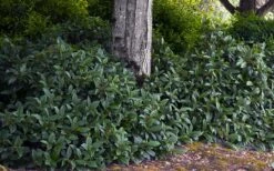 David Viburnum - 3 Gallon Pot -Flora Bloom Shop viburnum davidii 12