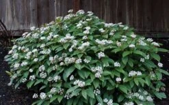 David Viburnum - 3 Gallon Pot -Flora Bloom Shop viburnum davidii 14