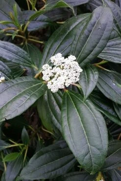 David Viburnum - 3 Gallon Pot -Flora Bloom Shop viburnum davidii 16