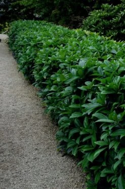 David Viburnum - 3 Gallon Pot -Flora Bloom Shop viburnum davidii 17