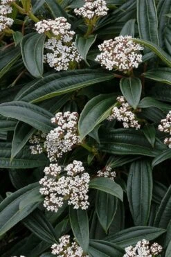 David Viburnum - 3 Gallon Pot -Flora Bloom Shop viburnum davidii 3