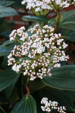 David Viburnum - 3 Gallon Pot -Flora Bloom Shop viburnum davidii 5