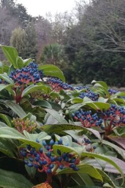 David Viburnum - 3 Gallon Pot -Flora Bloom Shop viburnum davidii 6