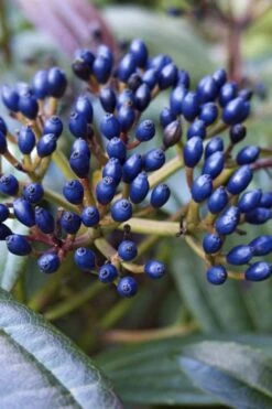 David Viburnum - 3 Gallon Pot -Flora Bloom Shop viburnum davidii 7