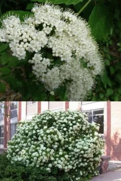 Arrowwood Viburnum - 3 Gallon Pot -Flora Bloom Shop viburnum dentatum arrowwood 3