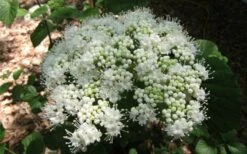 Arrowwood Viburnum - 3 Gallon Pot -Flora Bloom Shop viburnum dentatum arrowwood 5