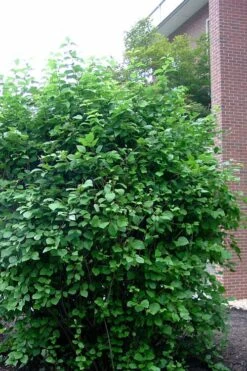 Arrowwood Viburnum - 3 Gallon Pot -Flora Bloom Shop viburnum dentatum arrowwood 7