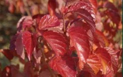 Arrowwood Viburnum - 3 Gallon Pot -Flora Bloom Shop viburnum dentatum arrowwood 9