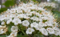 Mohican Arrowwood Viburnum - 6 Gallon Pot (4-5') 15 Mohican Arrowwood Viburnum - 6 Gallon Pot (4-5') -Flora Bloom Shop viburnum lantana mohican 1