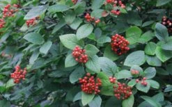 Mohican Arrowwood Viburnum - 6 Gallon Pot (4-5') 14 Mohican Arrowwood Viburnum - 6 Gallon Pot (4-5') -Flora Bloom Shop viburnum lantana mohican 3