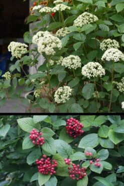 Mohican Arrowwood Viburnum - 6 Gallon Pot (4-5') 13 Mohican Arrowwood Viburnum - 6 Gallon Pot (4-5') -Flora Bloom Shop viburnum lantana mohican 4
