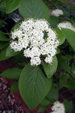 Mohican Arrowwood Viburnum - 6 Gallon Pot (4-5') 12 Mohican Arrowwood Viburnum - 6 Gallon Pot (4-5') -Flora Bloom Shop viburnum lantana mohican 5