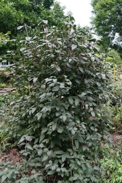 Mohican Arrowwood Viburnum - 6 Gallon Pot (4-5') 11 Mohican Arrowwood Viburnum - 6 Gallon Pot (4-5') -Flora Bloom Shop viburnum lantana mohican 6