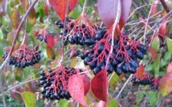 Nannyberry Viburnum - 3 Pack Of 1.5 Quart Pots -Flora Bloom Shop viburnum lentago nannyberry 2 1