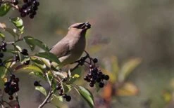 Nannyberry Viburnum - 3 Pack Of 1.5 Quart Pots -Flora Bloom Shop viburnum lentago nannyberry 5 1