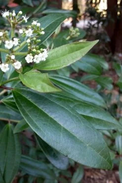 Moonlit Lace Viburnum - 7 Gallon Pot -Flora Bloom Shop viburnum moonlit lace 5 3