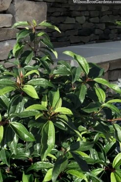 Moonlit Lace Viburnum - 1 Gallon Pot 10 Moonlit Lace Viburnum - 1 Gallon Pot -Flora Bloom Shop viburnum moonlit lace 8