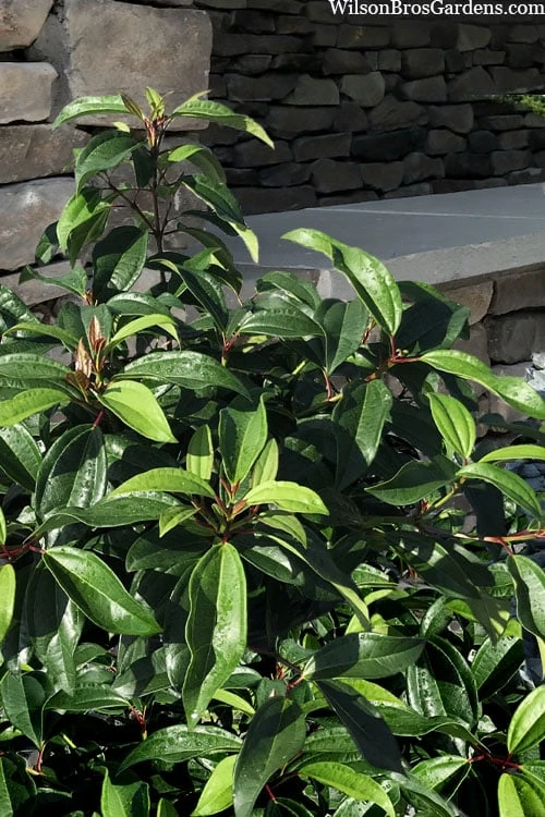 Moonlit Lace Viburnum - 1 Gallon Pot 5 Moonlit Lace Viburnum - 1 Gallon Pot - Image 5