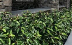 Moonlit Lace Viburnum - 7 Gallon Pot -Flora Bloom Shop viburnum moonlit lace 9 3