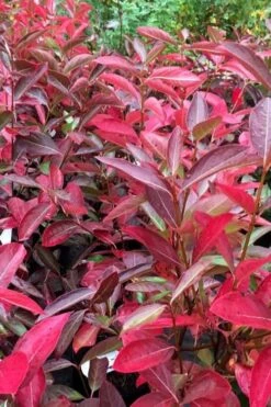 Winterthur Viburnum - 1 Gallon Pot 12 Winterthur Viburnum - 1 Gallon Pot -Flora Bloom Shop viburnum nudum winterthur 100