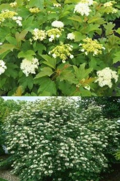 Dwarf European Cranberry Bush - 1 Gallon Pot -Flora Bloom Shop viburnum opulus compactum dwarf european cranberry bush 10 1